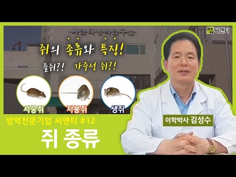 쥐 종류와 특징