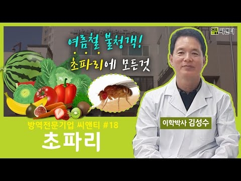 초파리 특징 및 퇴치방법