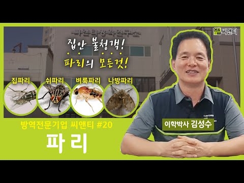 파리 특징 및 퇴치방법